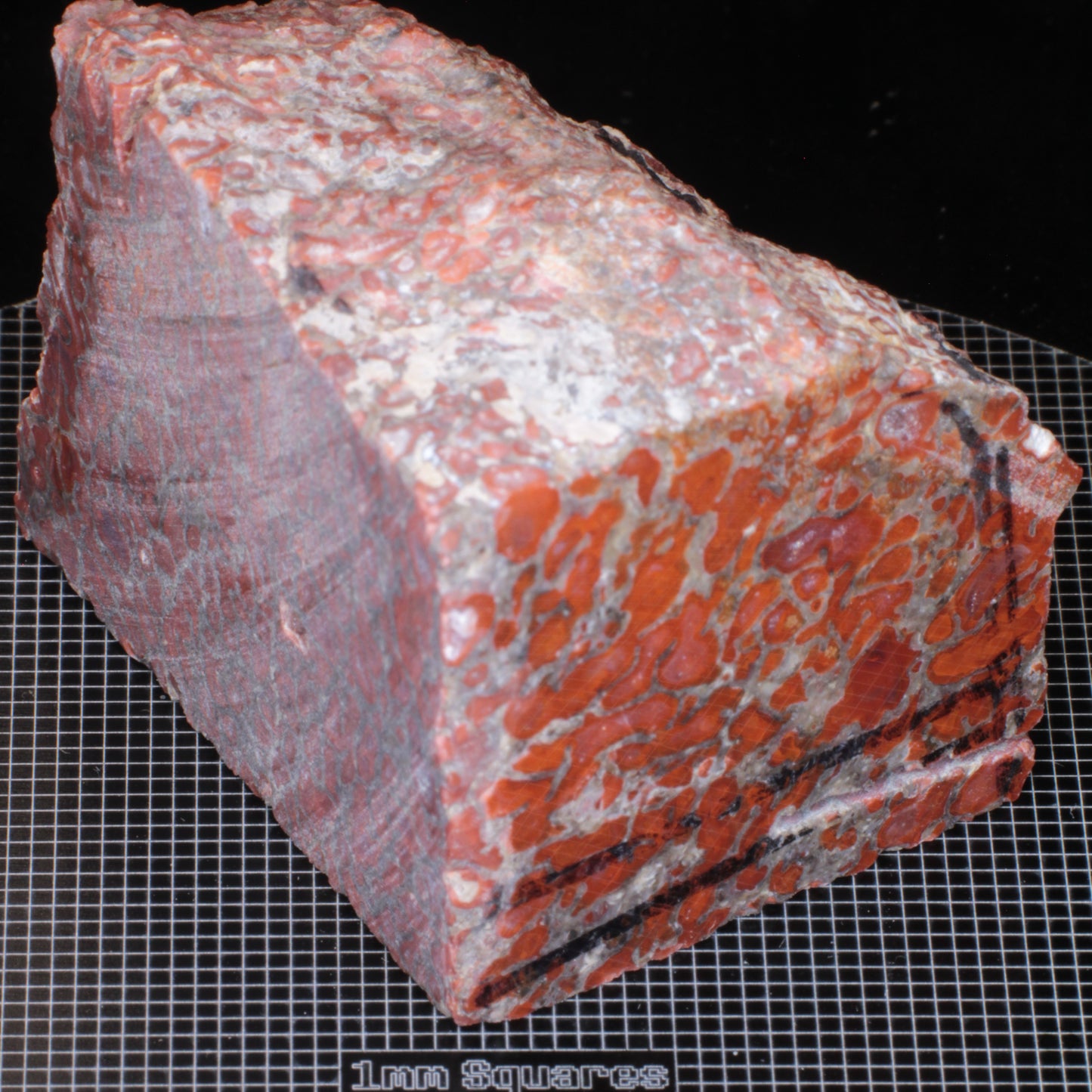 extra large Dino Gem Bone (Agatized Fossil Dinosaur Bone) dice rough