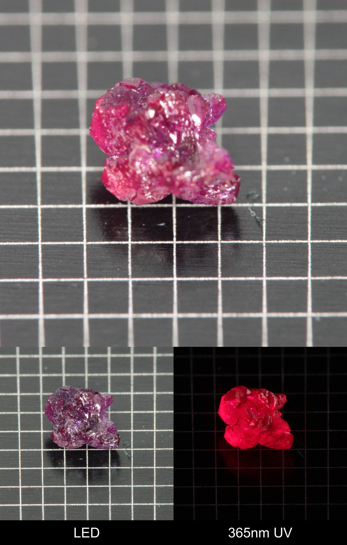 Synthetic Flux Ruby Gemstone Grown by Gems of Science on a black mm grid background showing normal light and UV fluorescence