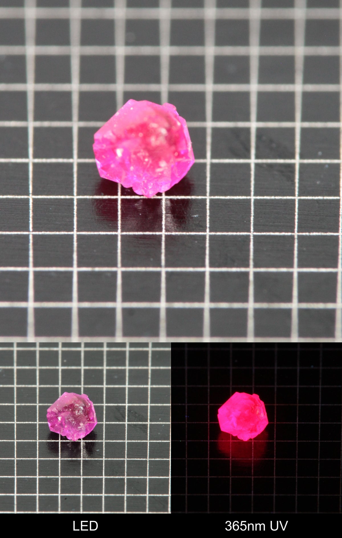 Synthetic Flux Ruby Gemstone Grown by Gems of Science on a black mm grid background showing normal light and UV fluorescence