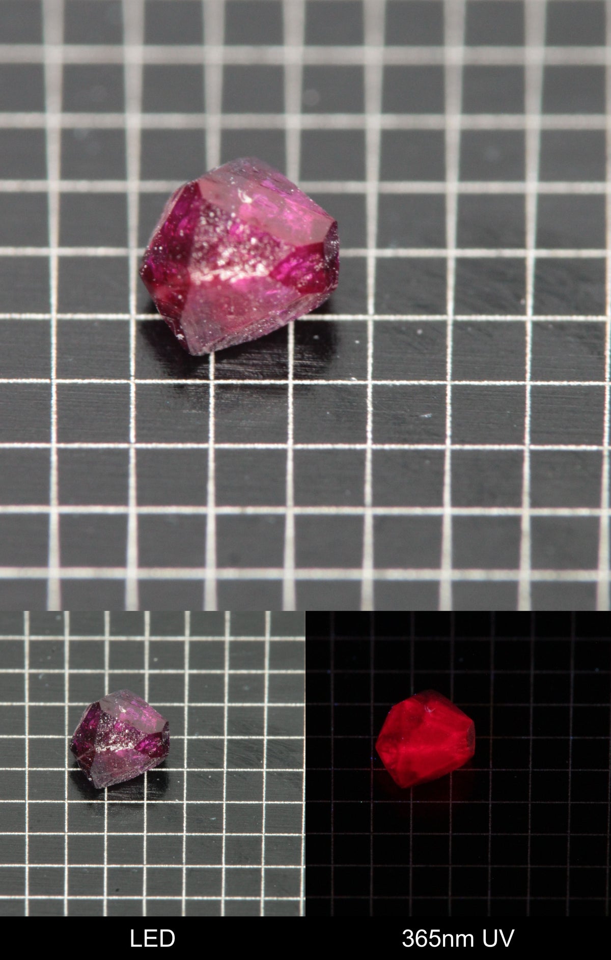 Synthetic Flux Ruby Gemstone Grown by Gems of Science on a black mm grid background showing normal light and UV fluorescence
