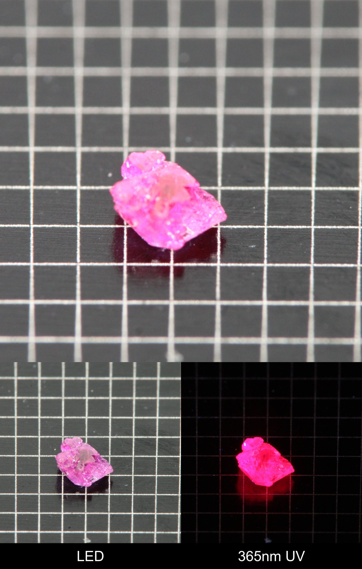 Synthetic Flux Ruby Gemstone Grown by Gems of Science on a black mm grid background showing normal light and UV fluorescence
