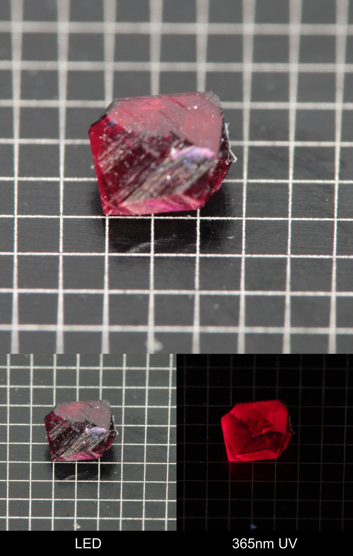 Synthetic Flux Ruby Gemstone Grown by Gems of Science on a black mm grid background showing normal light and UV fluorescence