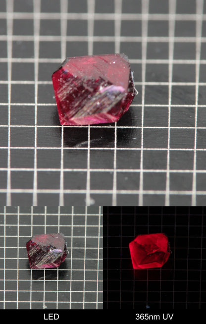 Synthetic Flux Ruby Gemstone Grown by Gems of Science on a black mm grid background showing normal light and UV fluorescence