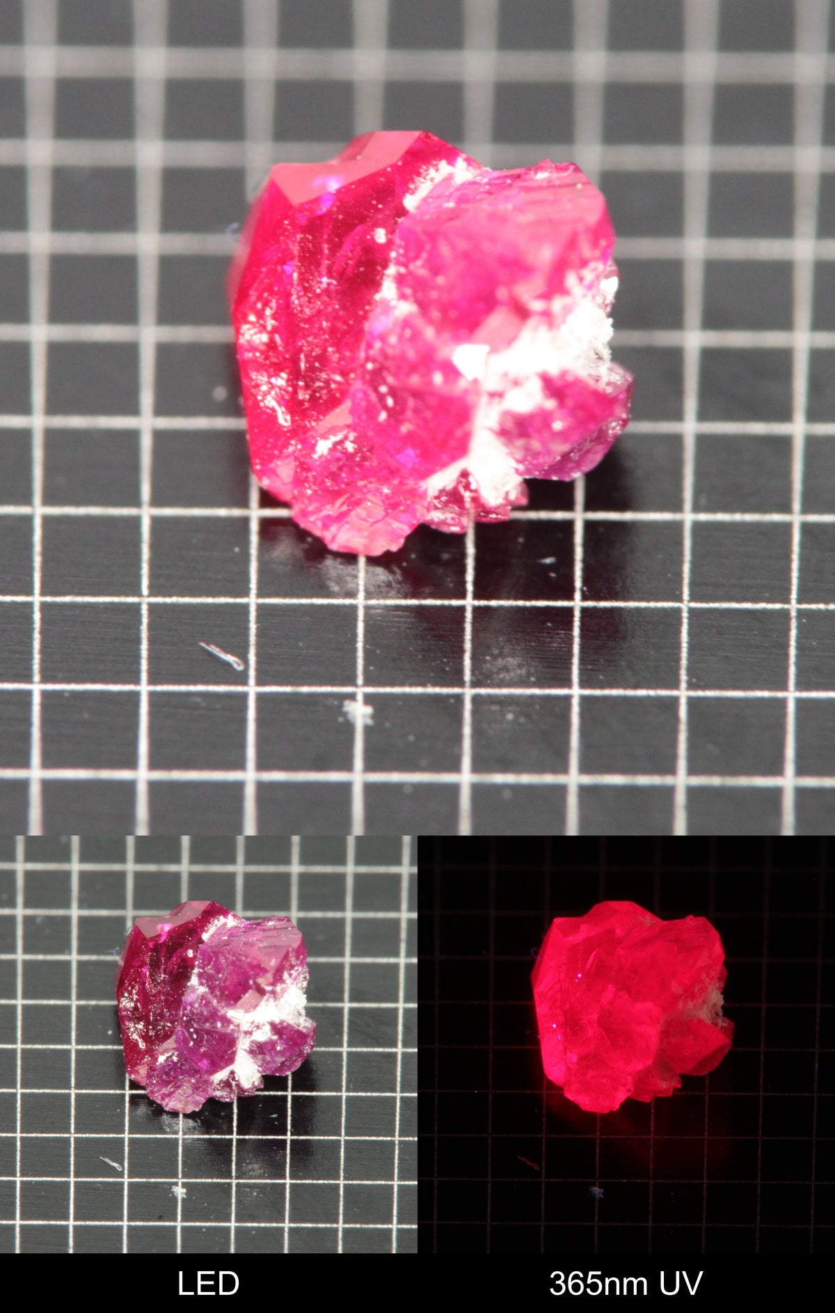 Synthetic Flux Ruby Gemstone Grown by Gems of Science on a black mm grid background showing normal light and UV fluorescence