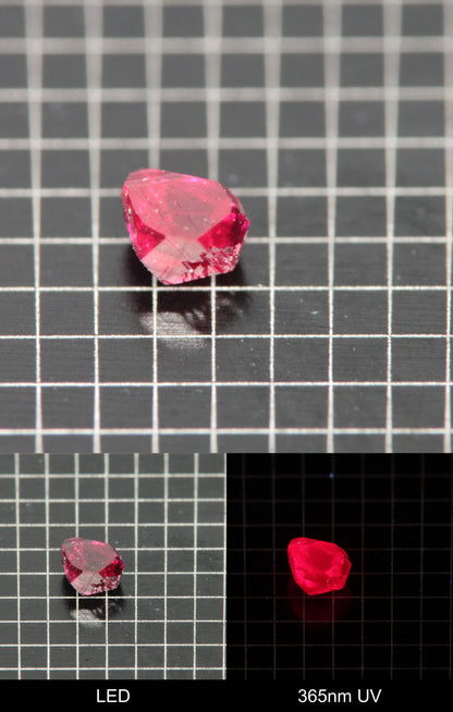 Synthetic Flux Ruby Gemstone Grown by Gems of Science on a black mm grid background showing normal light and UV fluorescence