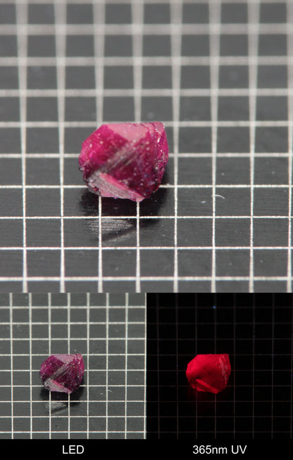 Synthetic Flux Ruby Gemstone Grown by Gems of Science on a black mm grid background showing normal light and UV fluorescence