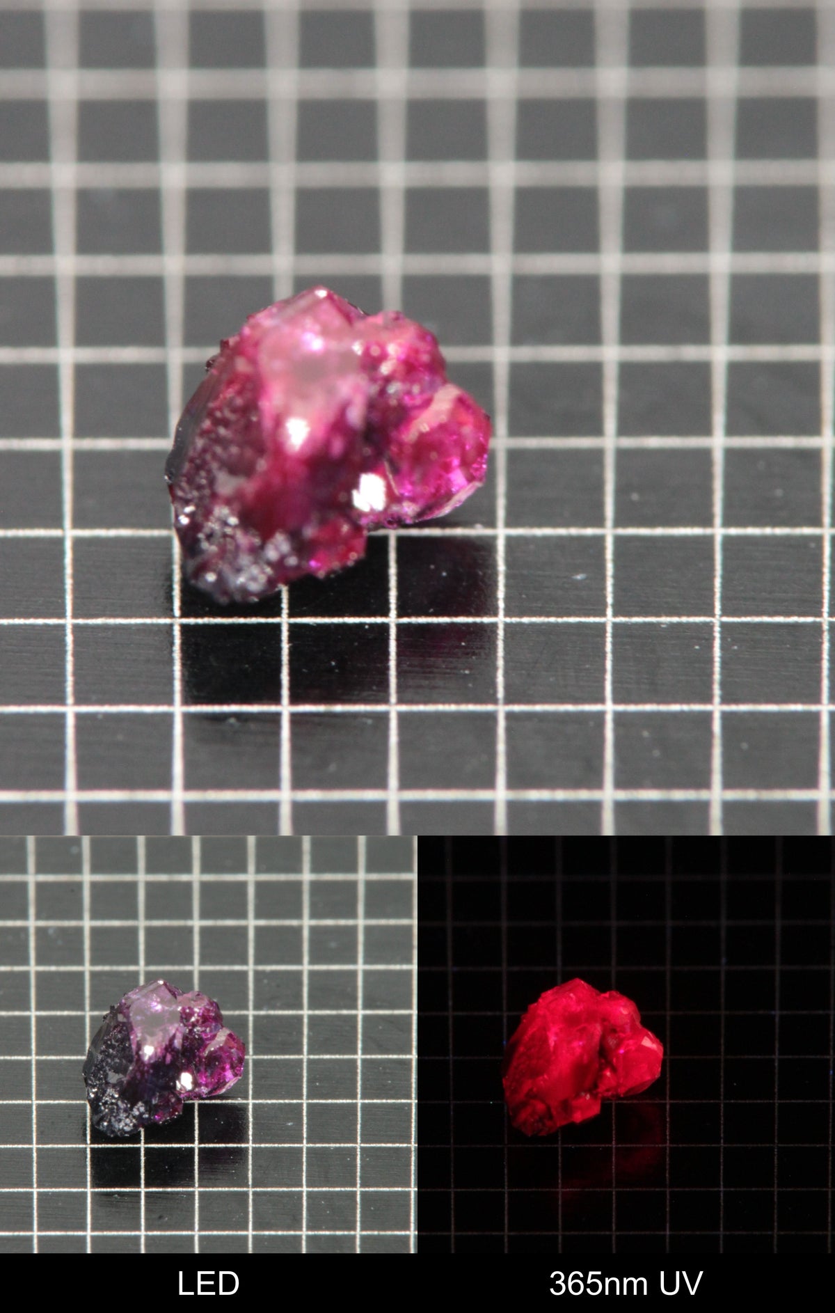 Synthetic Dark Flux Ruby Gemstone Grown by Gems of Science on a black mm grid background showing normal light and UV fluorescence