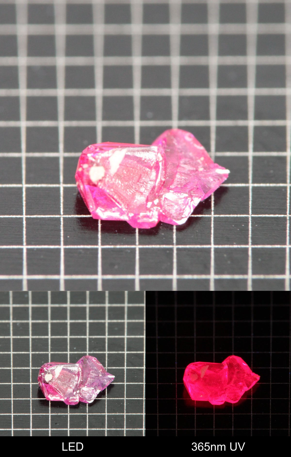 Synthetic Flux Ruby Gemstone Grown by Gems of Science on a black mm grid background showing normal light and UV fluorescence