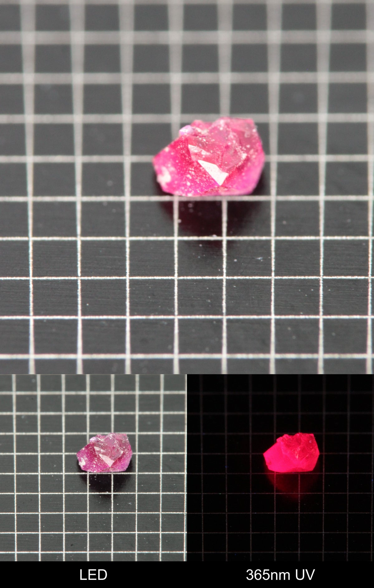 Synthetic Flux Ruby Gemstone Grown by Gems of Science on a black mm grid background showing normal light and UV fluorescence