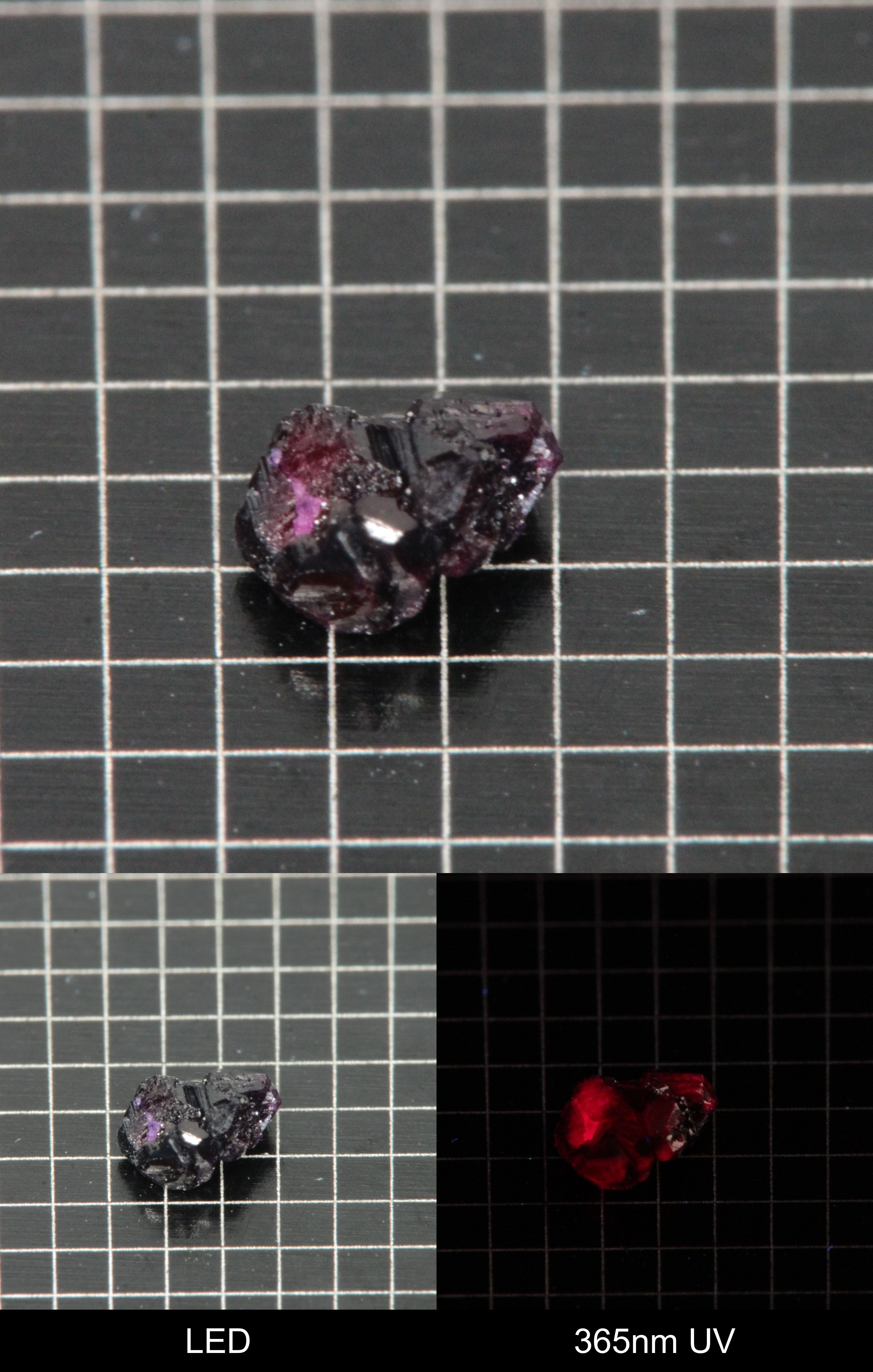Synthetic Dark Flux Ruby Gemstone Grown by Gems of Science on a black mm grid background showing normal light and UV fluorescence