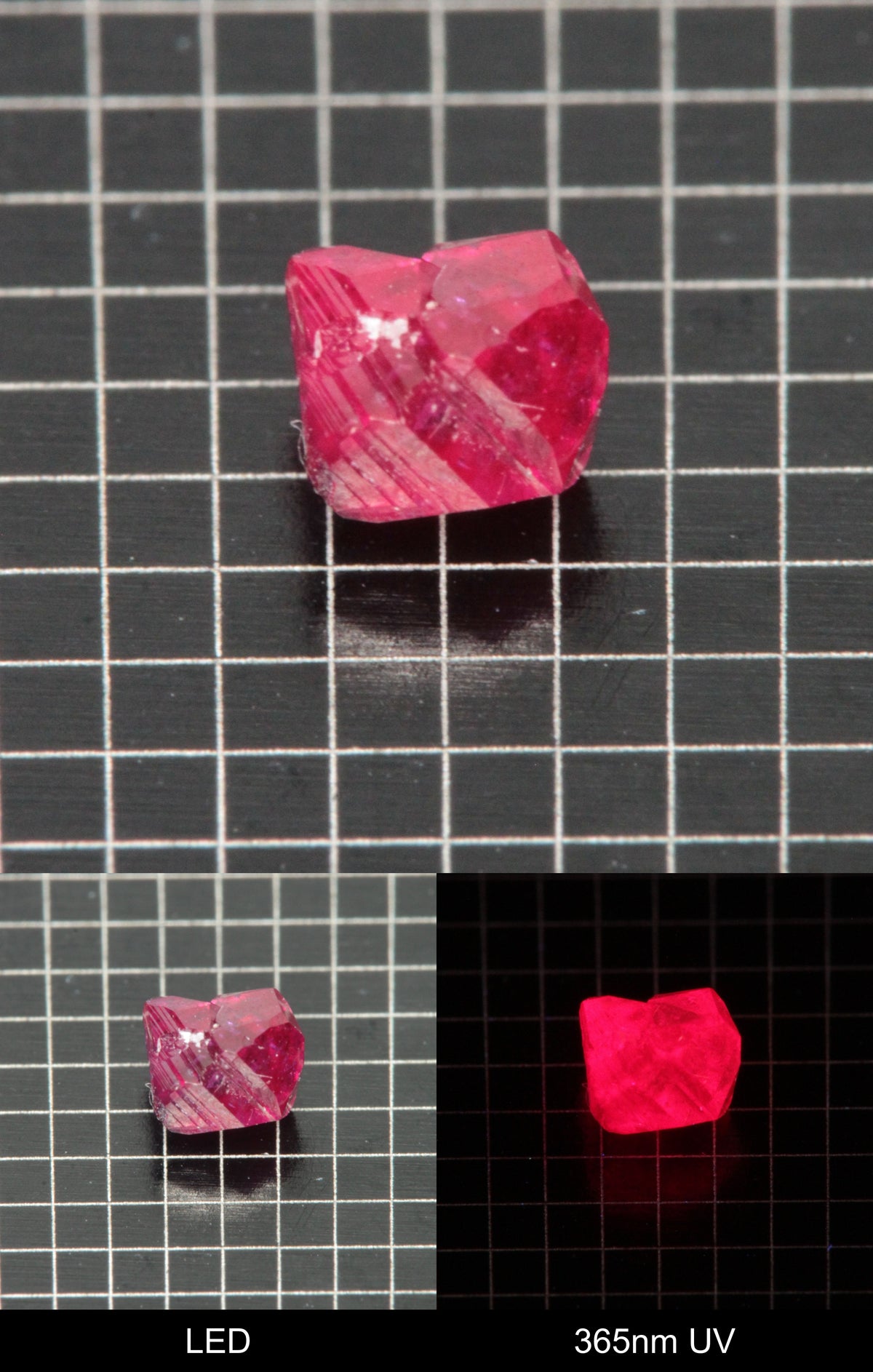 Synthetic Flux Ruby Gemstone Grown by Gems of Science on a black mm grid background showing normal light and UV fluorescence