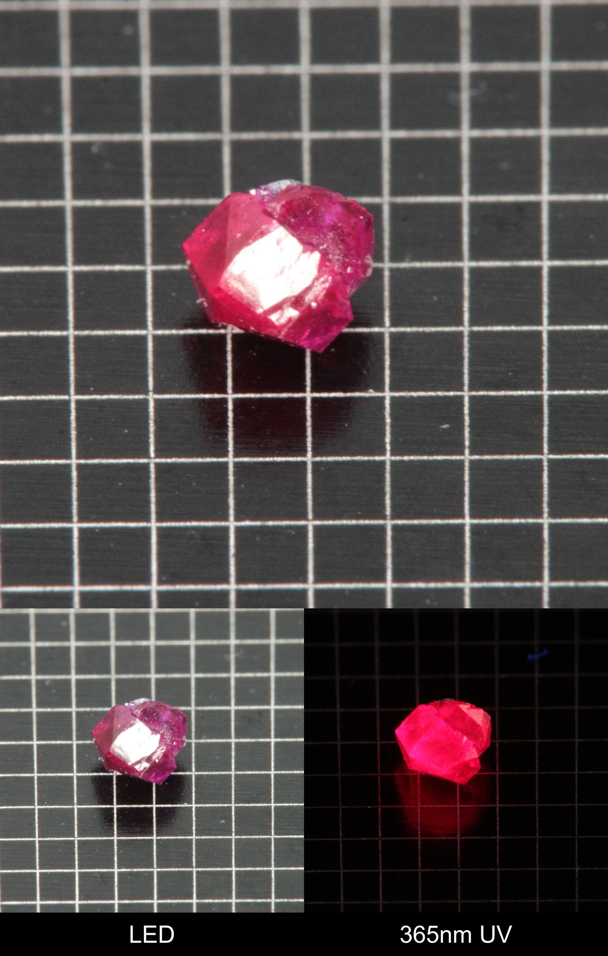 Synthetic Flux Ruby Gemstone Grown by Gems of Science on a black mm grid background showing normal light and UV fluorescence