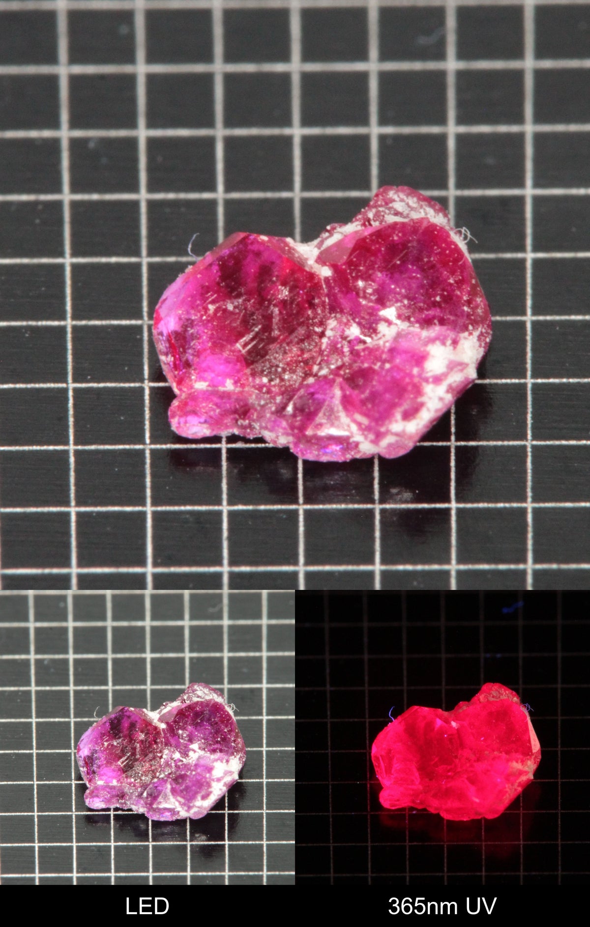 Synthetic Thin Flux Ruby Gemstone Grown by Gems of Science on a black mm grid background showing normal light and UV fluorescence