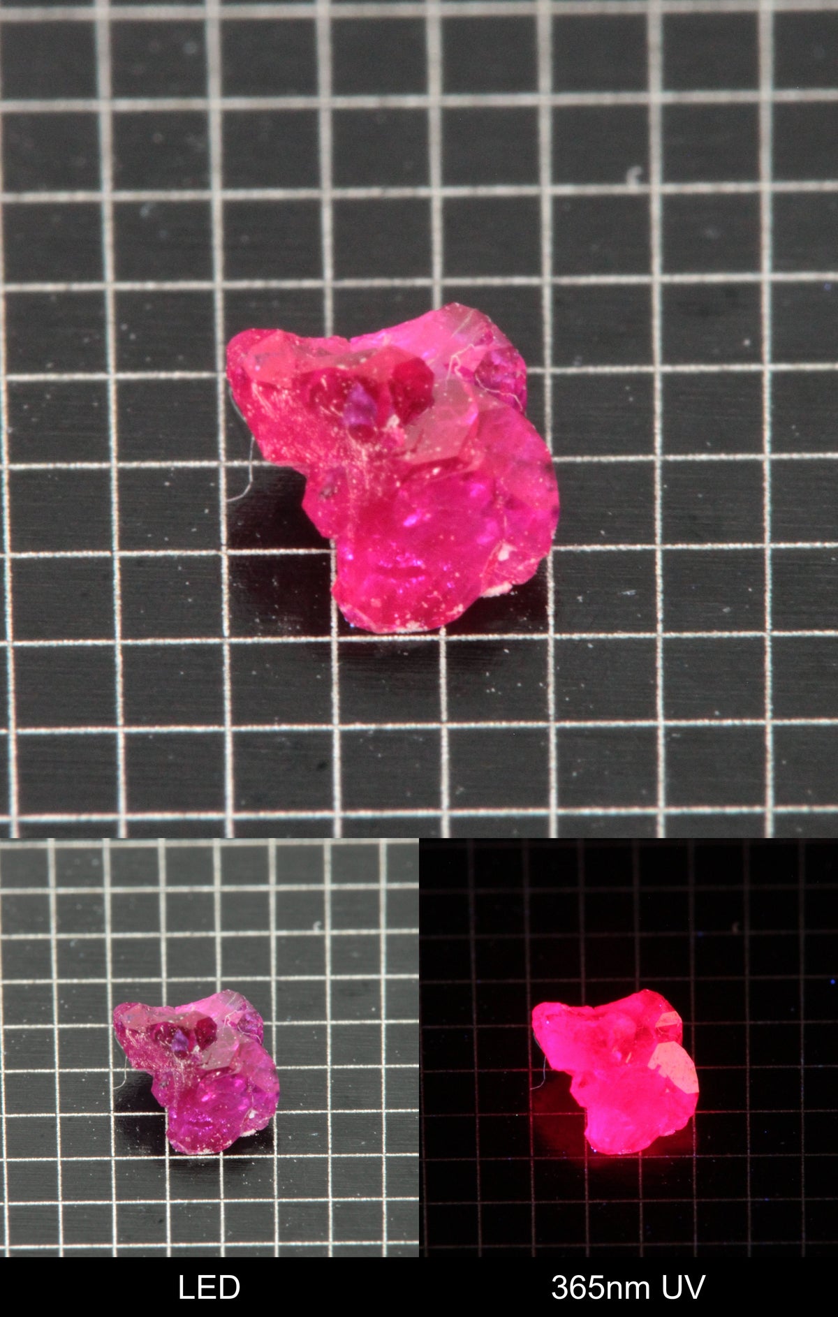 Synthetic Flux Ruby Gemstone Grown by Gems of Science on a black mm grid background showing normal light and UV fluorescence