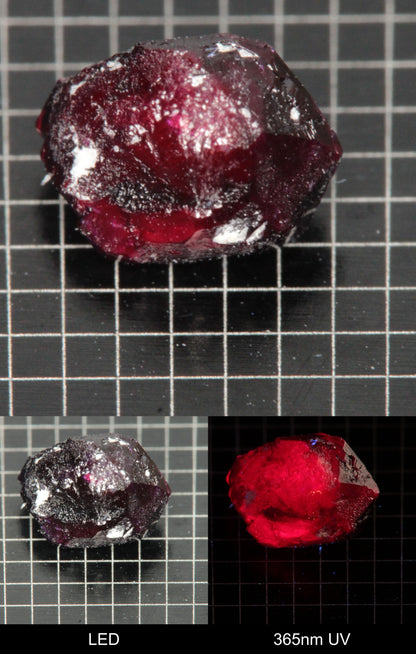 Synthetic Dark Flux Ruby Gemstone Grown by Gems of Science on a black mm grid background showing normal light and UV fluorescence