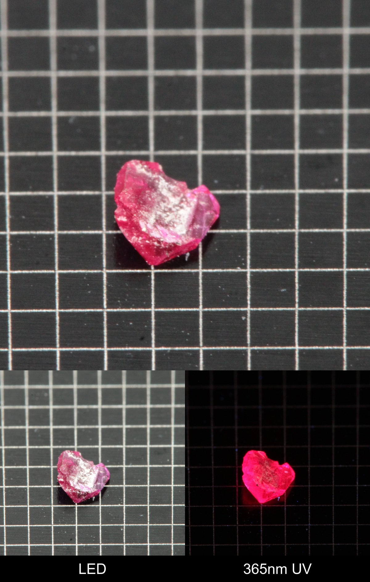 Synthetic Thin Flux Ruby Gemstone Grown by Gems of Science on a black mm grid background showing normal light and UV fluorescence