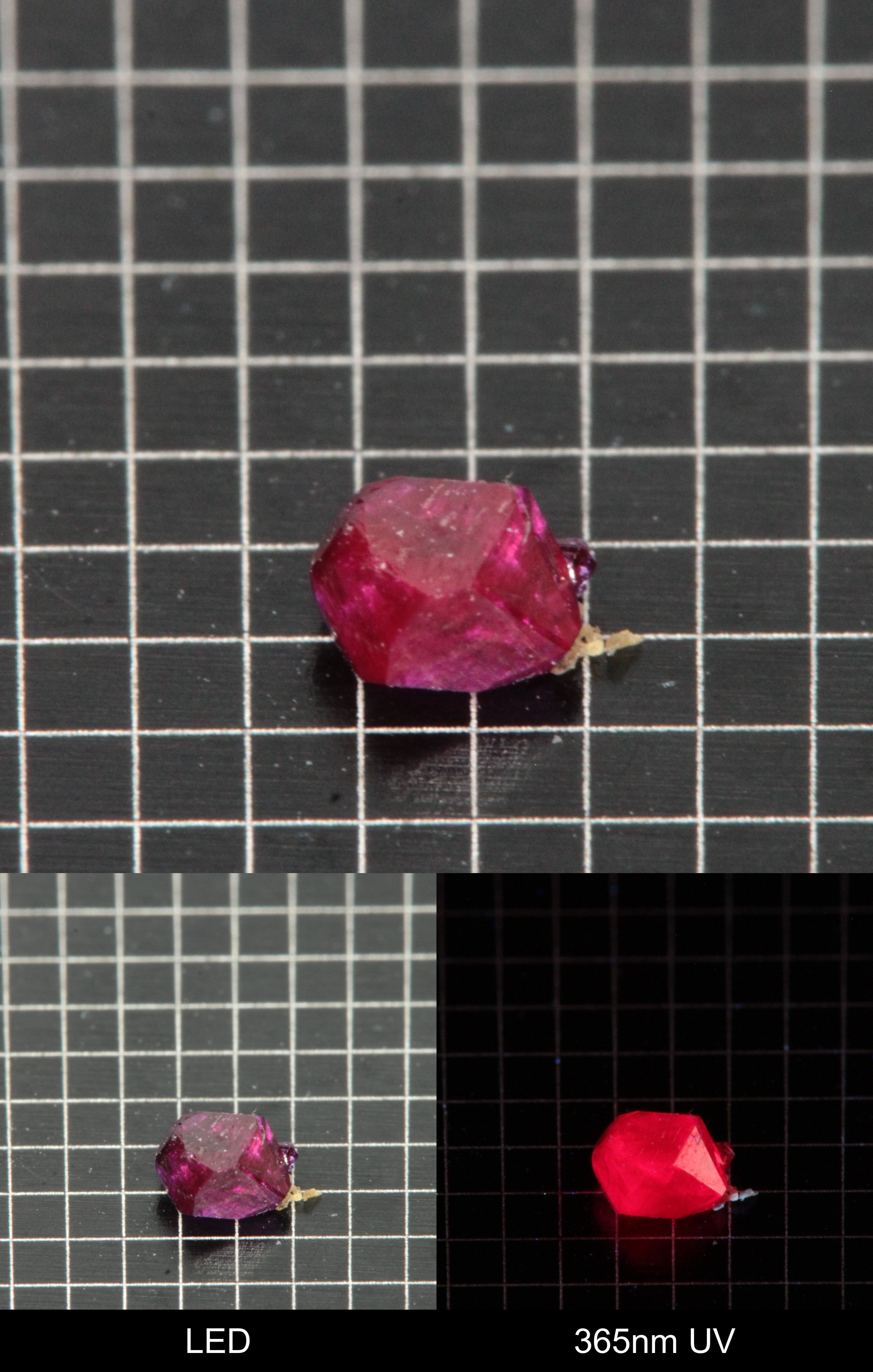 Synthetic Flux Ruby Gemstone Grown by Gems of Science on a black mm grid background showing normal light and UV fluorescence