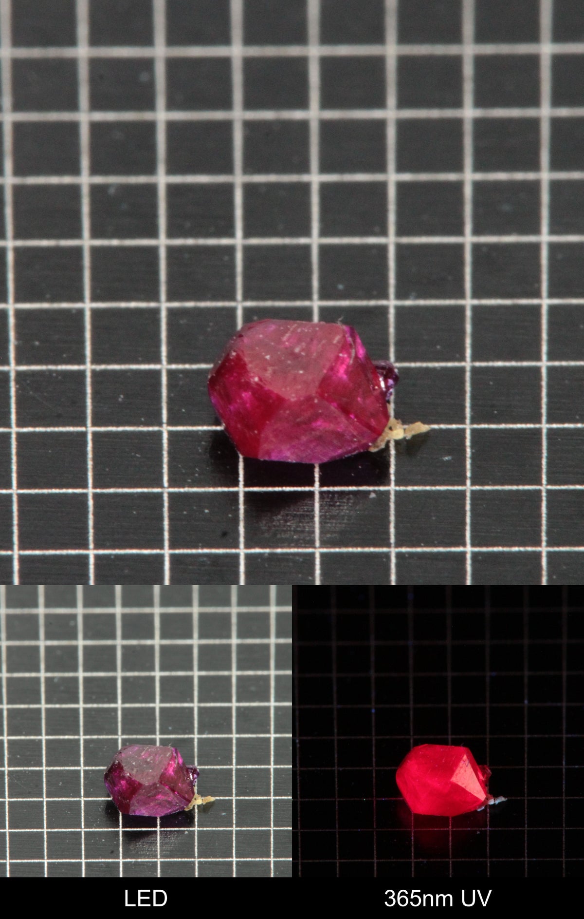Synthetic Flux Ruby Gemstone Grown by Gems of Science on a black mm grid background showing normal light and UV fluorescence