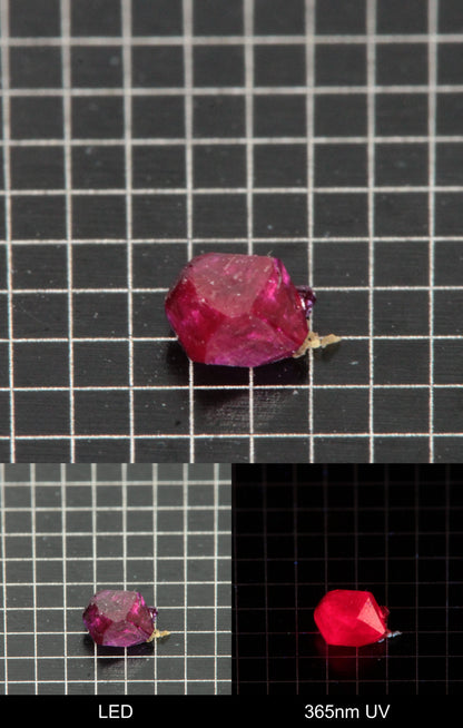 Synthetic Flux Ruby Gemstone Grown by Gems of Science on a black mm grid background showing normal light and UV fluorescence