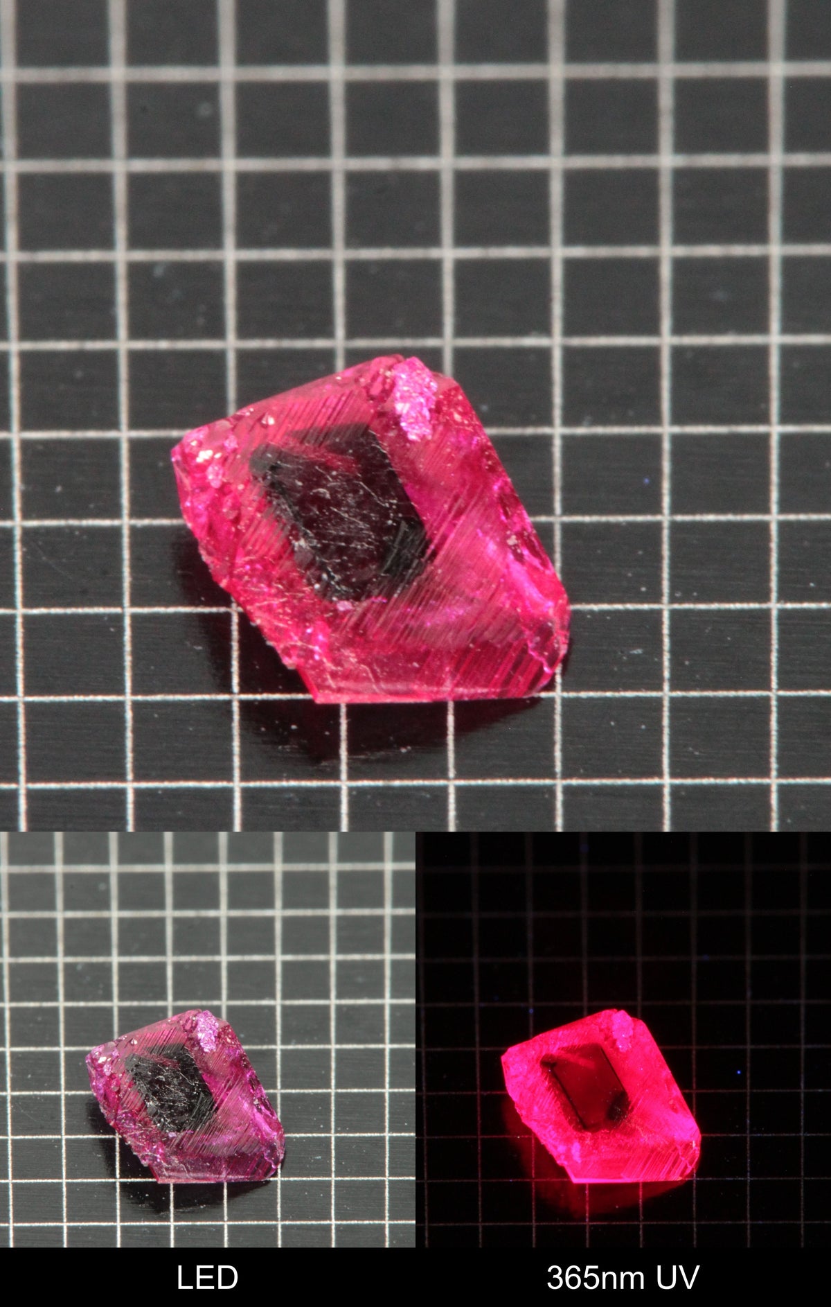 Synthetic Thin Flux Ruby (Black Core) Gemstone Grown by Gems of Science on a black mm grid background showing normal light and UV fluorescence