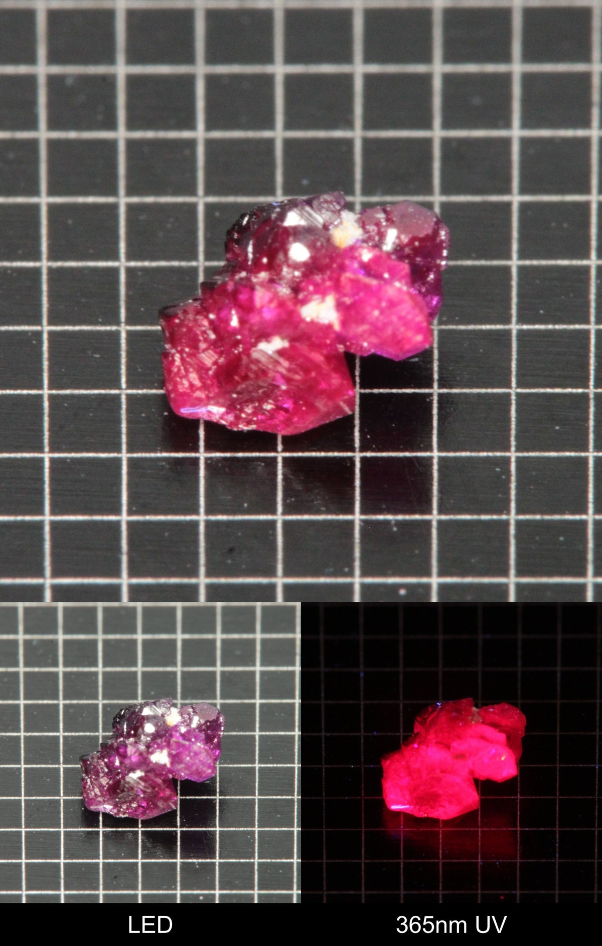 Synthetic Flux Ruby Gemstone Grown by Gems of Science on a black mm grid background showing normal light and UV fluorescence