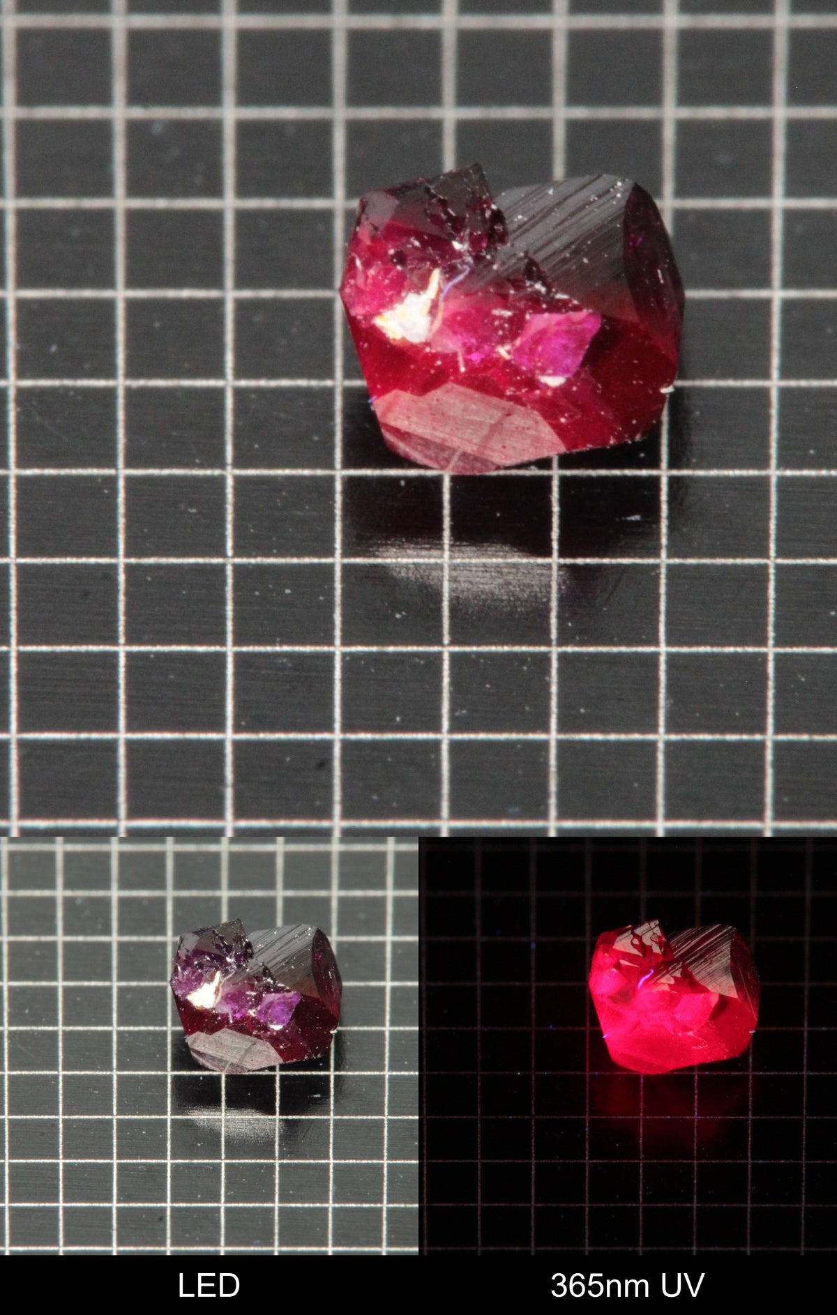 Synthetic Flux Ruby Gemstone Grown by Gems of Science on a black mm grid background showing normal light and UV fluorescence
