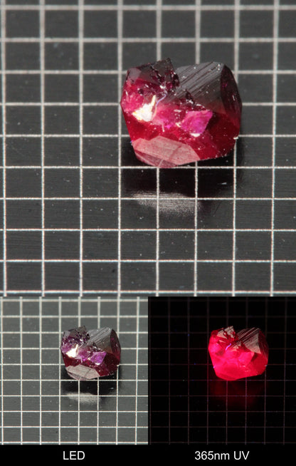 Synthetic Flux Ruby Gemstone Grown by Gems of Science on a black mm grid background showing normal light and UV fluorescence