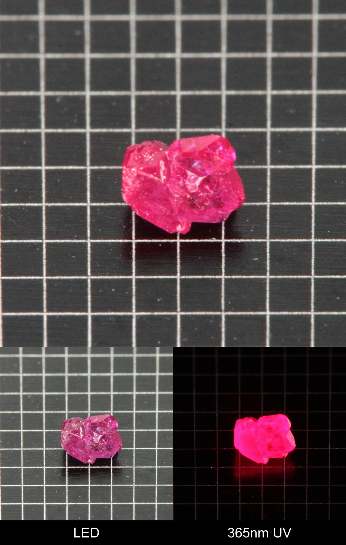 Synthetic Flux Ruby Gemstone Grown by Gems of Science on a black mm grid background showing normal light and UV fluorescence