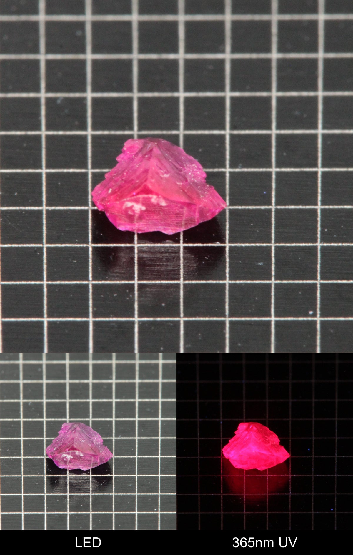 Synthetic Flux Ruby Gemstone Grown by Gems of Science on a black mm grid background showing normal light and UV fluorescence