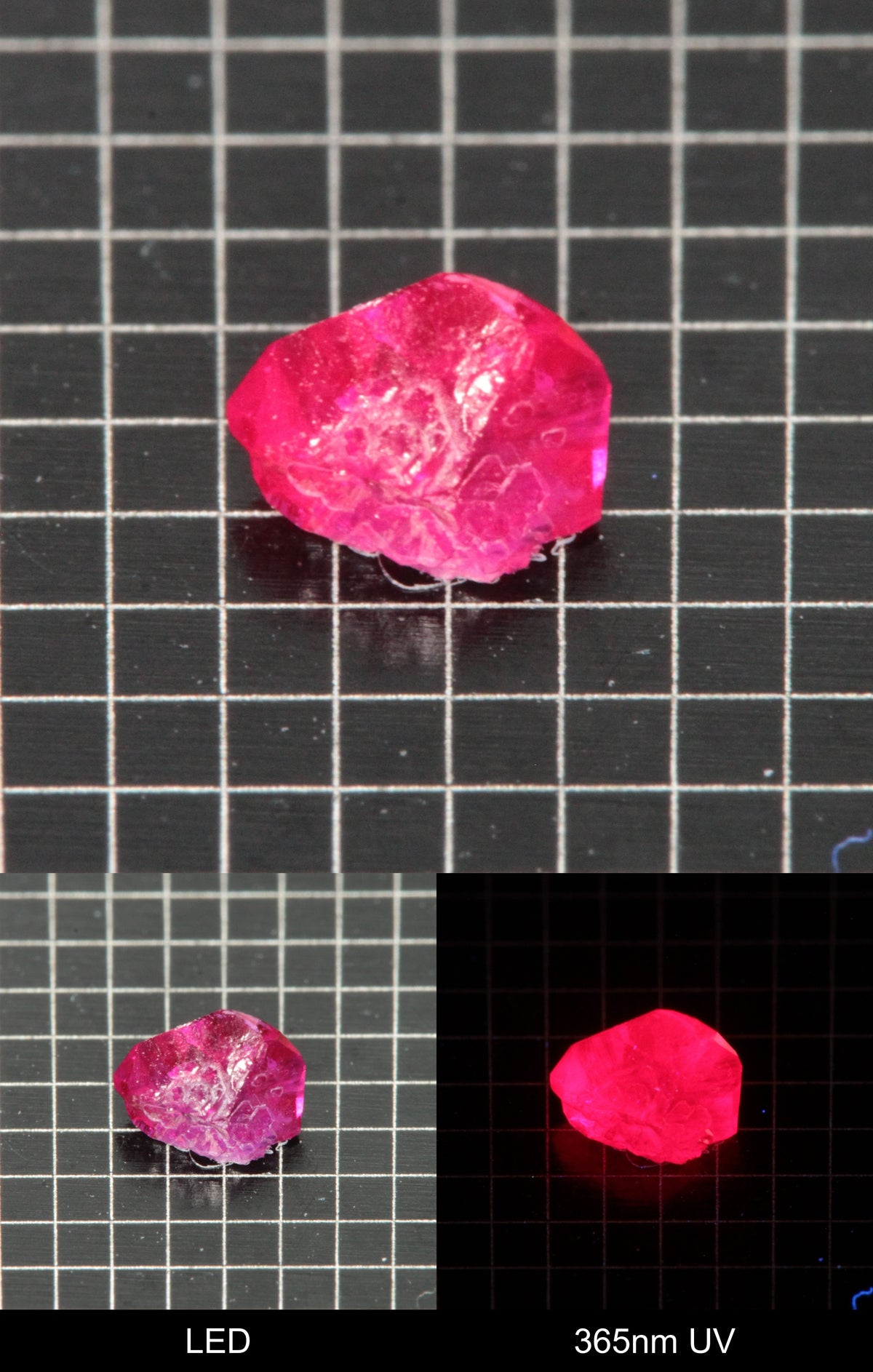 Synthetic Flux Ruby Gemstone Grown by Gems of Science on a black mm grid background showing normal light and UV fluorescence