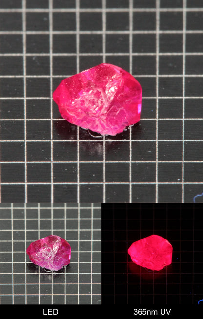 Synthetic Flux Ruby Gemstone Grown by Gems of Science on a black mm grid background showing normal light and UV fluorescence