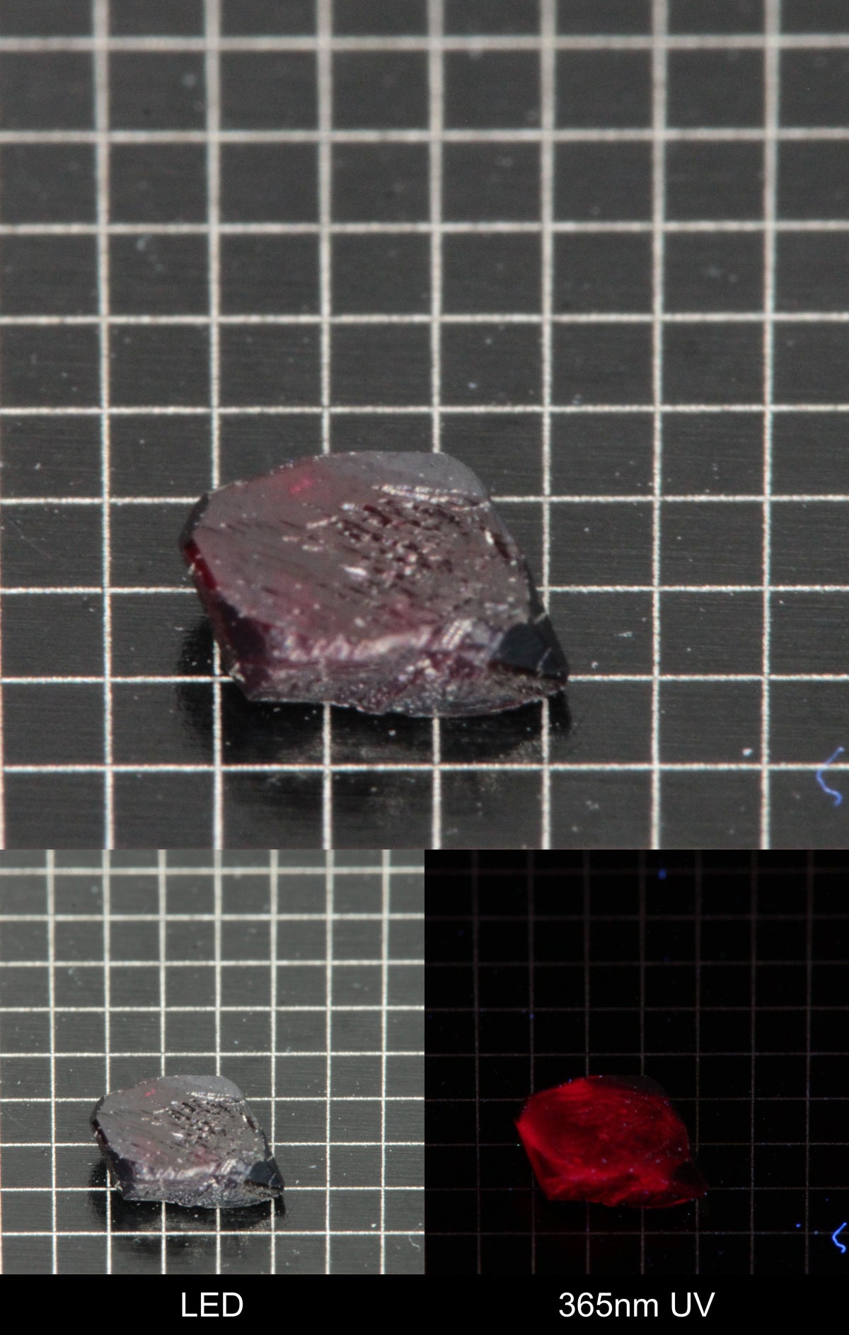 Synthetic Dark Flux Ruby Gemstone Grown by Gems of Science on a black mm grid background showing normal light and UV fluorescence