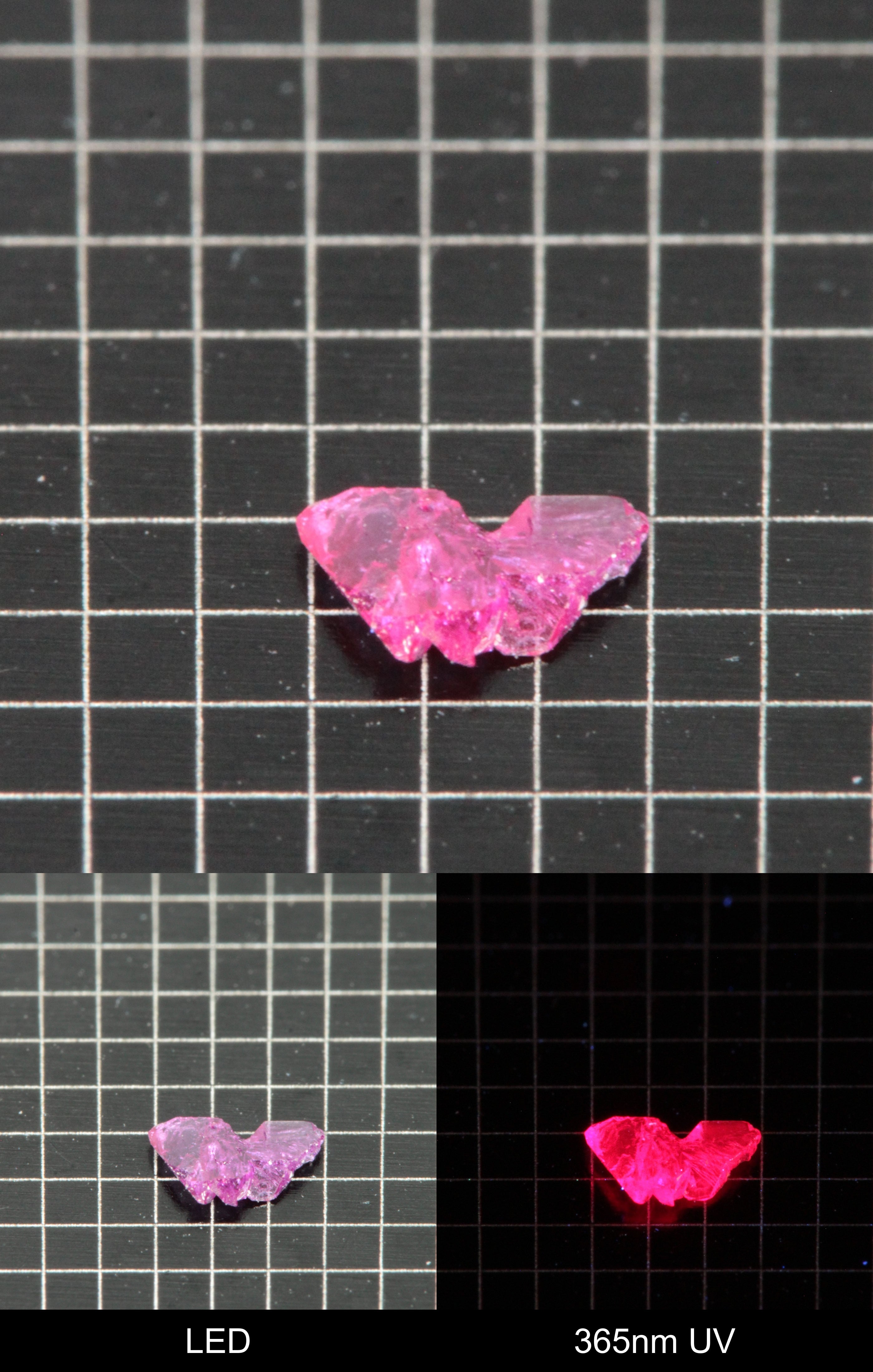 Synthetic Thin Flux Ruby Butterfly Gemstone Grown by Gems of Science on a black mm grid background showing normal light and UV fluorescence