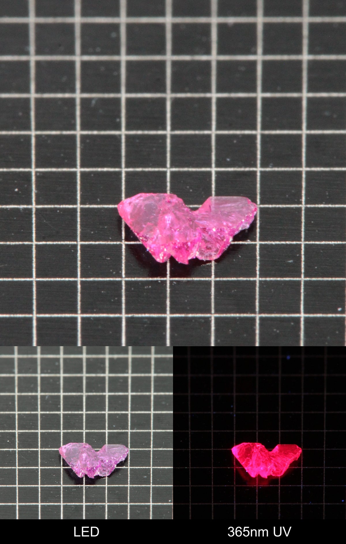 Synthetic Thin Flux Ruby Butterfly Gemstone Grown by Gems of Science on a black mm grid background showing normal light and UV fluorescence
