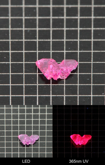 Synthetic Thin Flux Ruby Butterfly Gemstone Grown by Gems of Science on a black mm grid background showing normal light and UV fluorescence