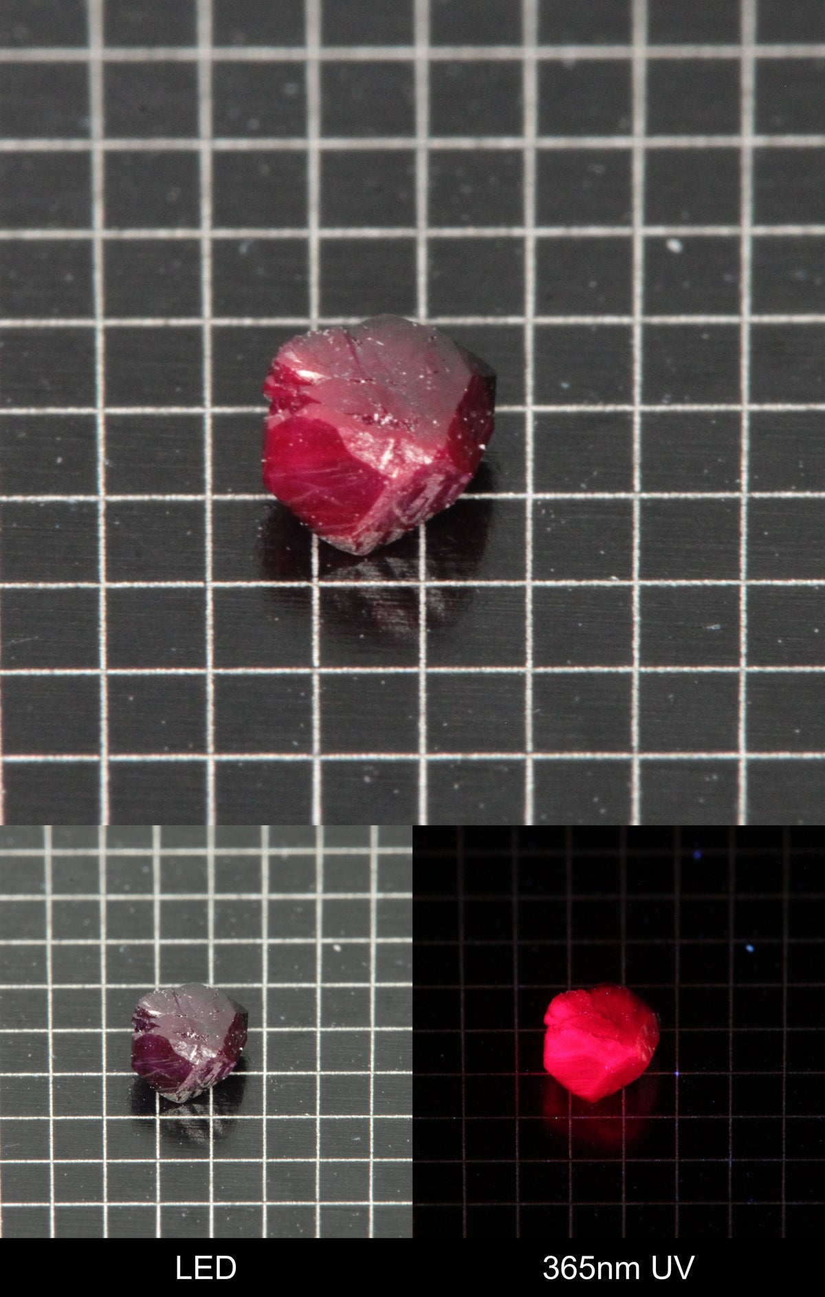 Synthetic Dark Flux Ruby Gemstone Grown by Gems of Science on a black mm grid background showing normal light and UV fluorescence