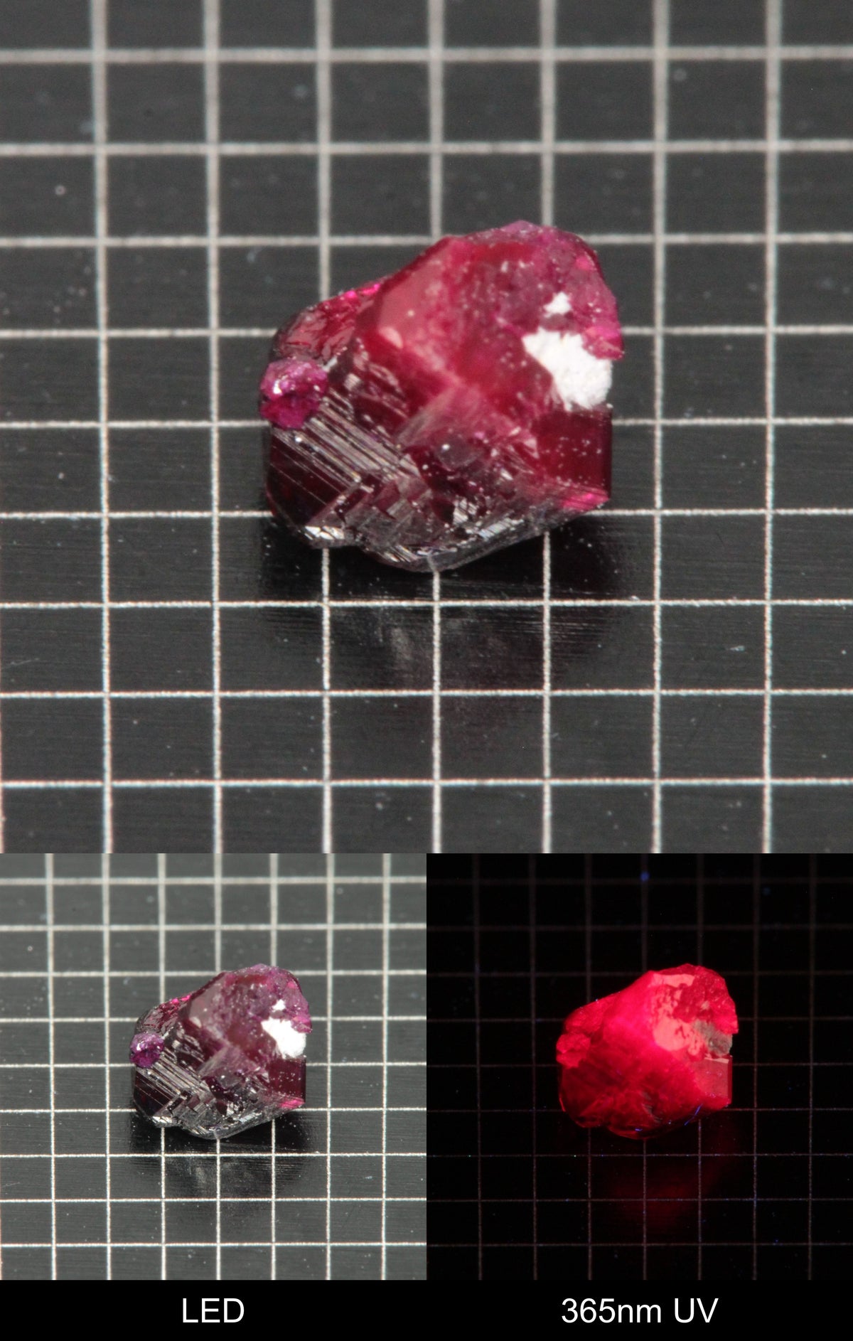 Synthetic Dark Flux Ruby Gemstone Grown by Gems of Science on a black mm grid background showing normal light and UV fluorescence