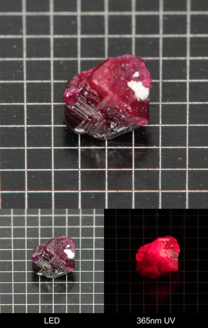 Synthetic Dark Flux Ruby Gemstone Grown by Gems of Science on a black mm grid background showing normal light and UV fluorescence