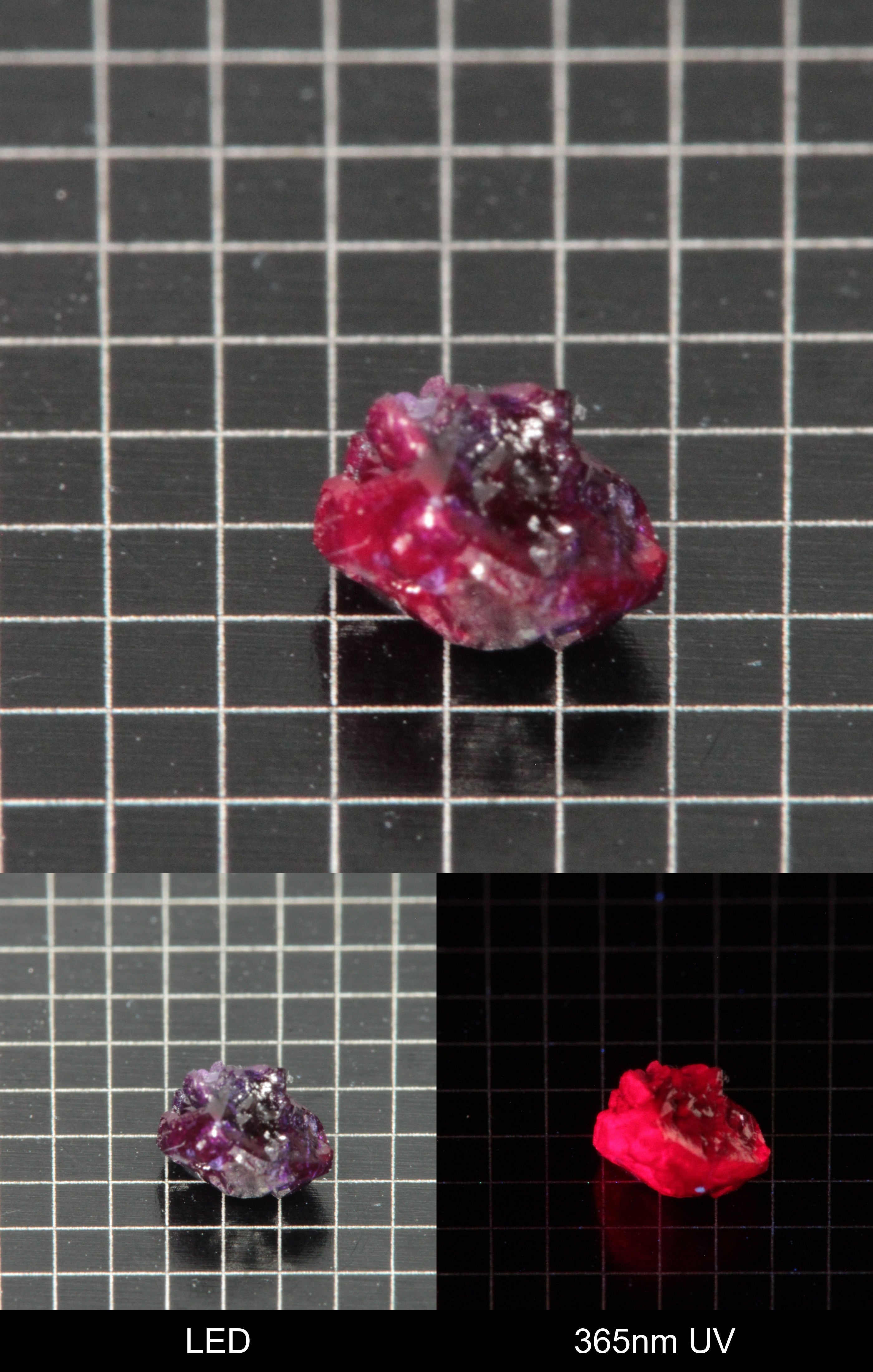 Synthetic Dark Flux Ruby Gemstone Grown by Gems of Science on a black mm grid background showing normal light and UV fluorescence