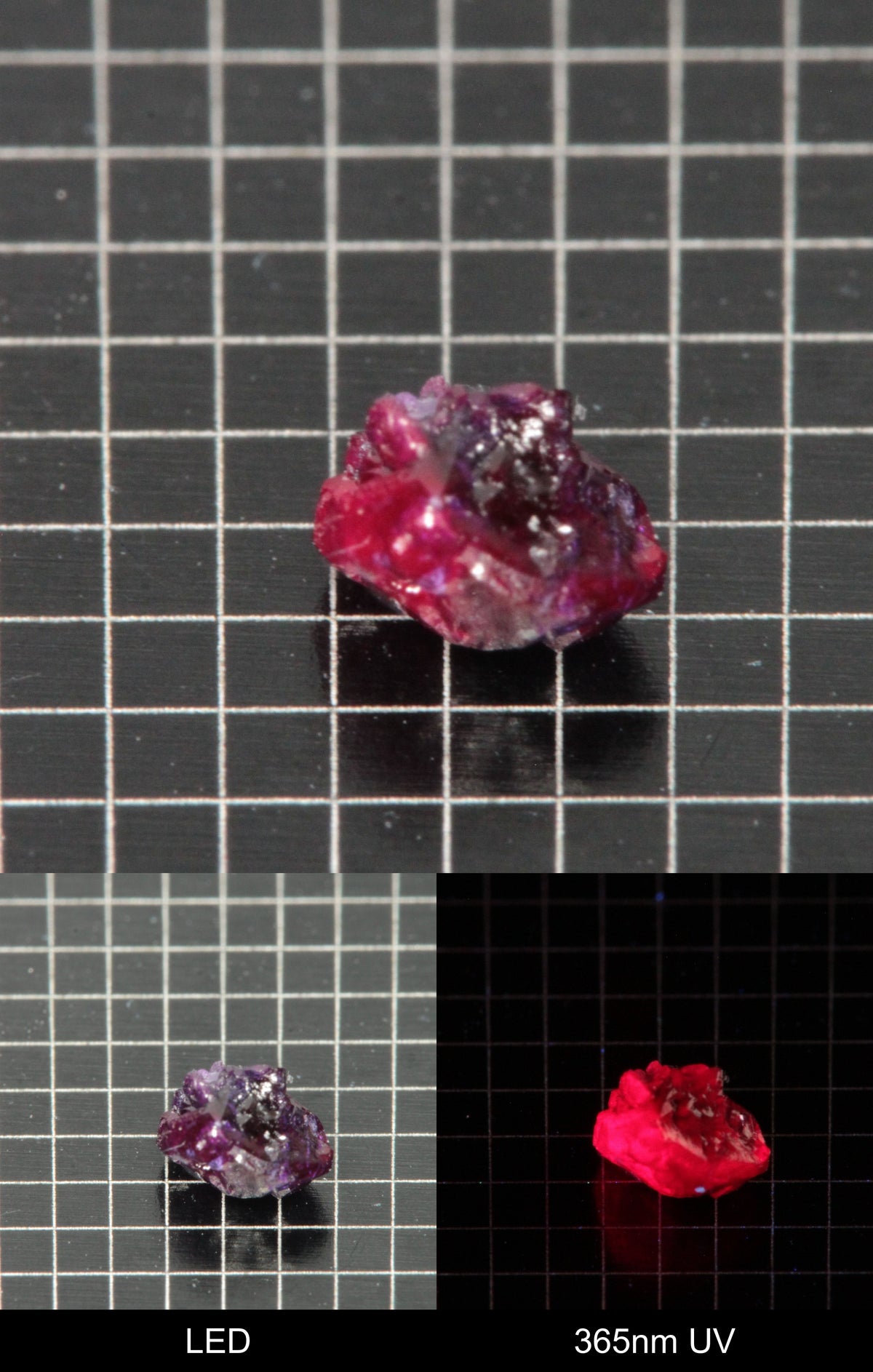 Synthetic Dark Flux Ruby Gemstone Grown by Gems of Science on a black mm grid background showing normal light and UV fluorescence