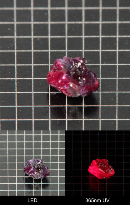 Synthetic Dark Flux Ruby Gemstone Grown by Gems of Science on a black mm grid background showing normal light and UV fluorescence