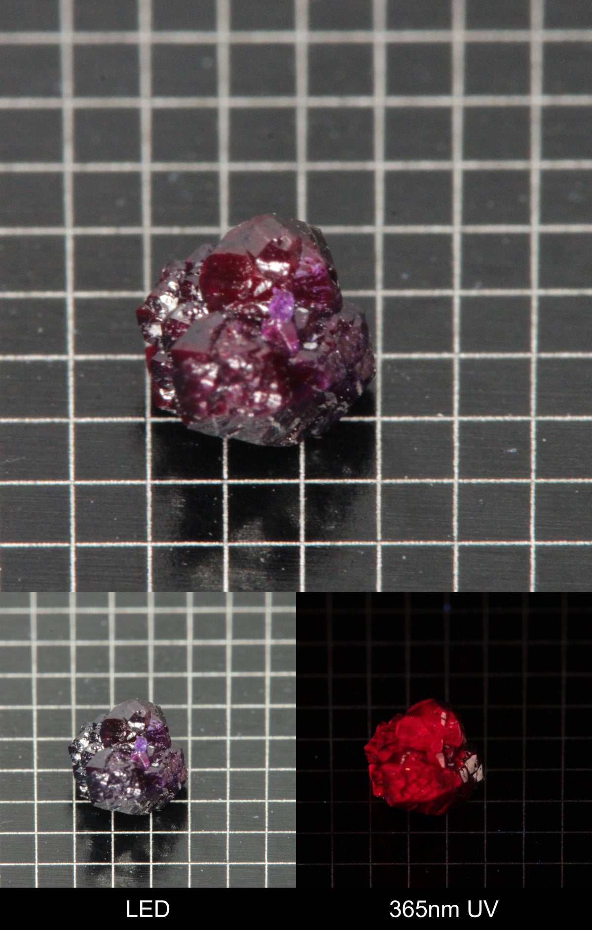 Synthetic Dark Flux Ruby Gemstone Grown by Gems of Science on a black mm grid background showing normal light and UV fluorescence