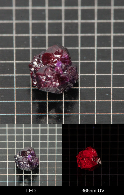 Synthetic Dark Flux Ruby Gemstone Grown by Gems of Science on a black mm grid background showing normal light and UV fluorescence