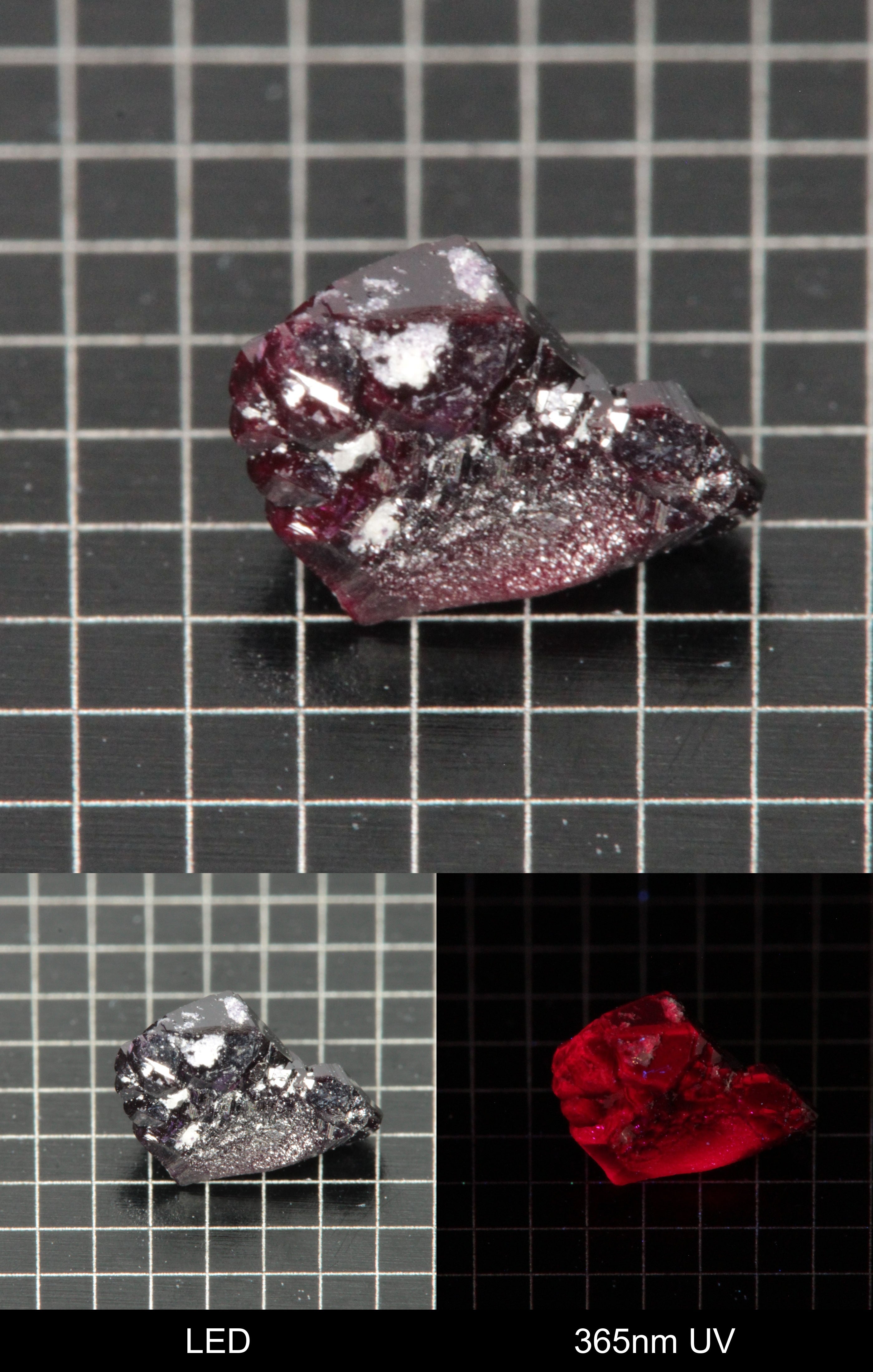 Synthetic Dark Flux Ruby Gemstone Grown by Gems of Science on a black mm grid background showing normal light and UV fluorescence
