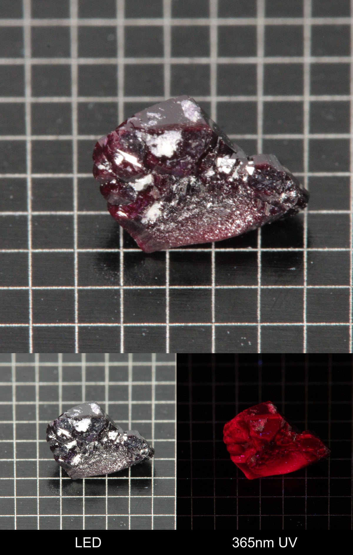 Synthetic Dark Flux Ruby Gemstone Grown by Gems of Science on a black mm grid background showing normal light and UV fluorescence