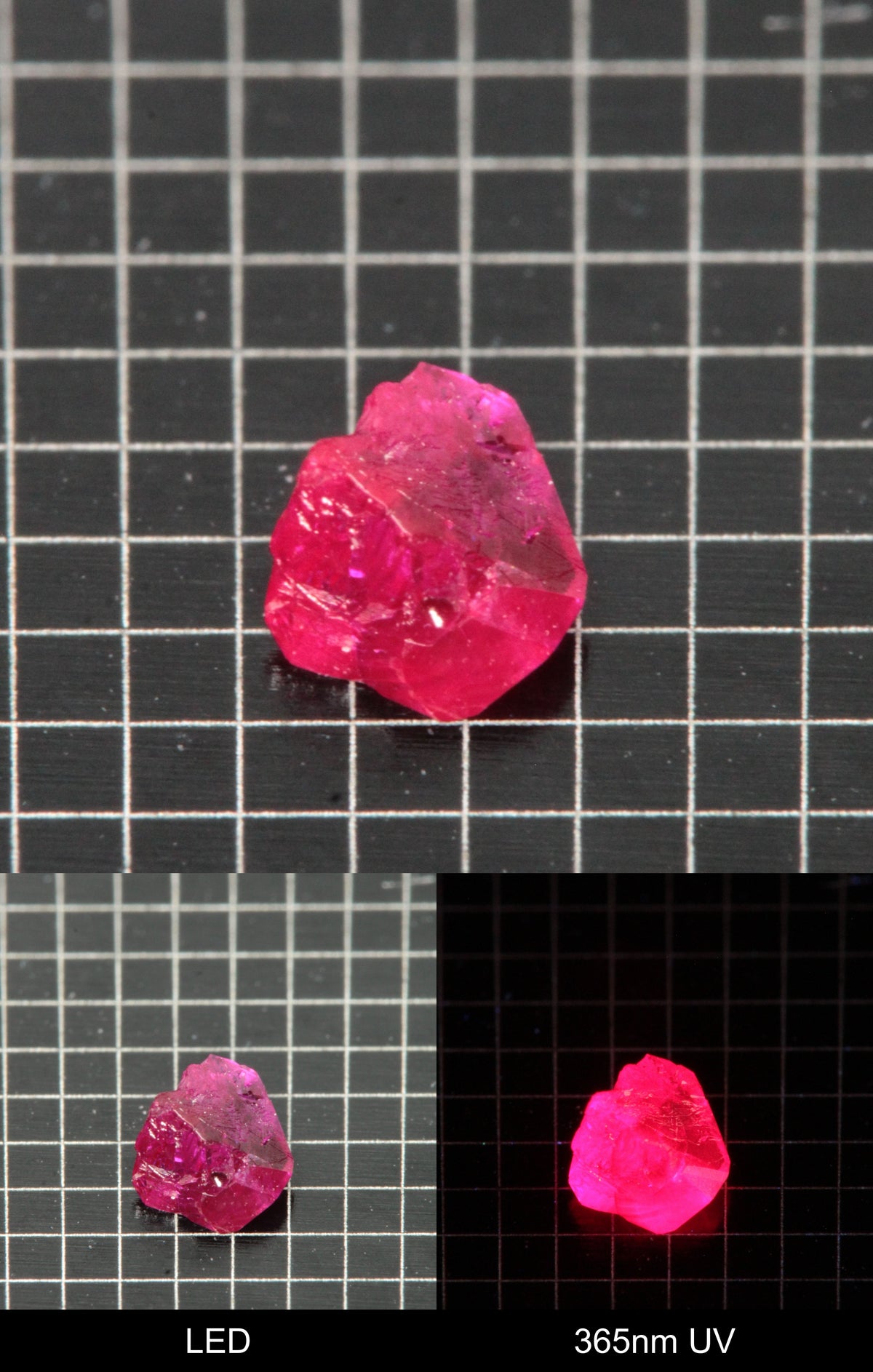 Synthetic Flux Ruby Gemstone Grown by Gems of Science on a black mm grid background showing normal light and UV fluorescence