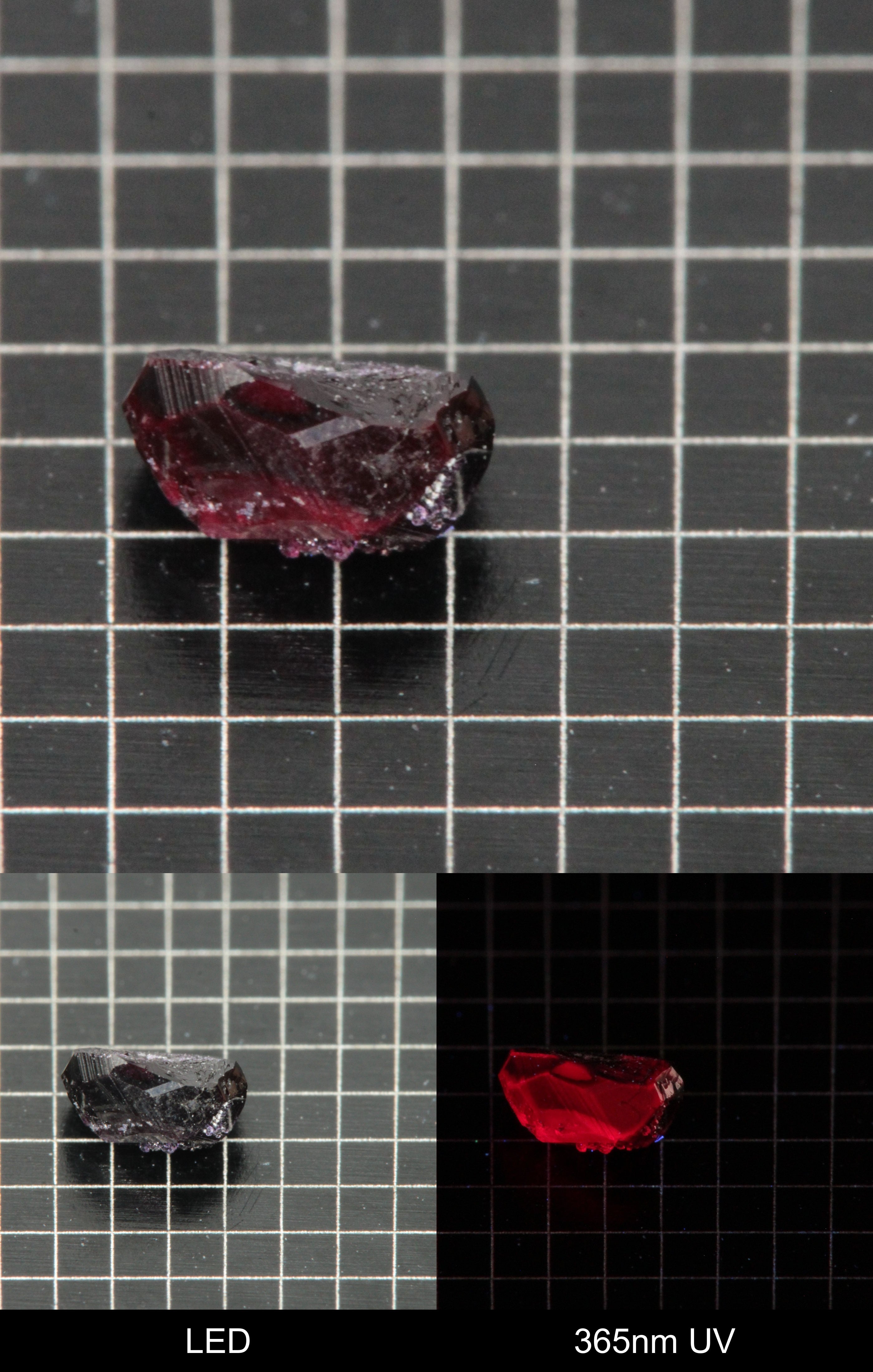 Synthetic Dark Flux Ruby Gemstone Grown by Gems of Science on a black mm grid background showing normal light and UV fluorescence
