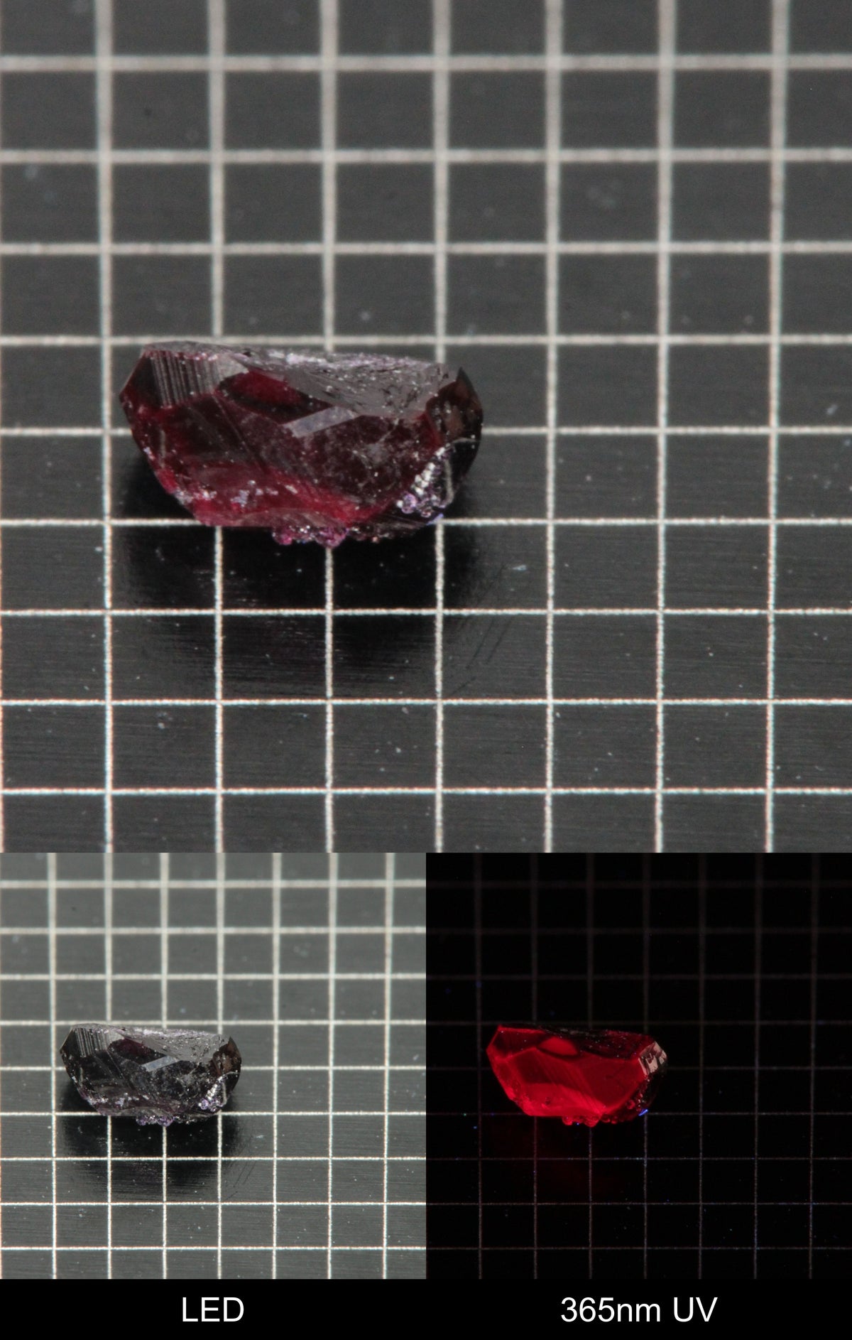 Synthetic Dark Flux Ruby Gemstone Grown by Gems of Science on a black mm grid background showing normal light and UV fluorescence