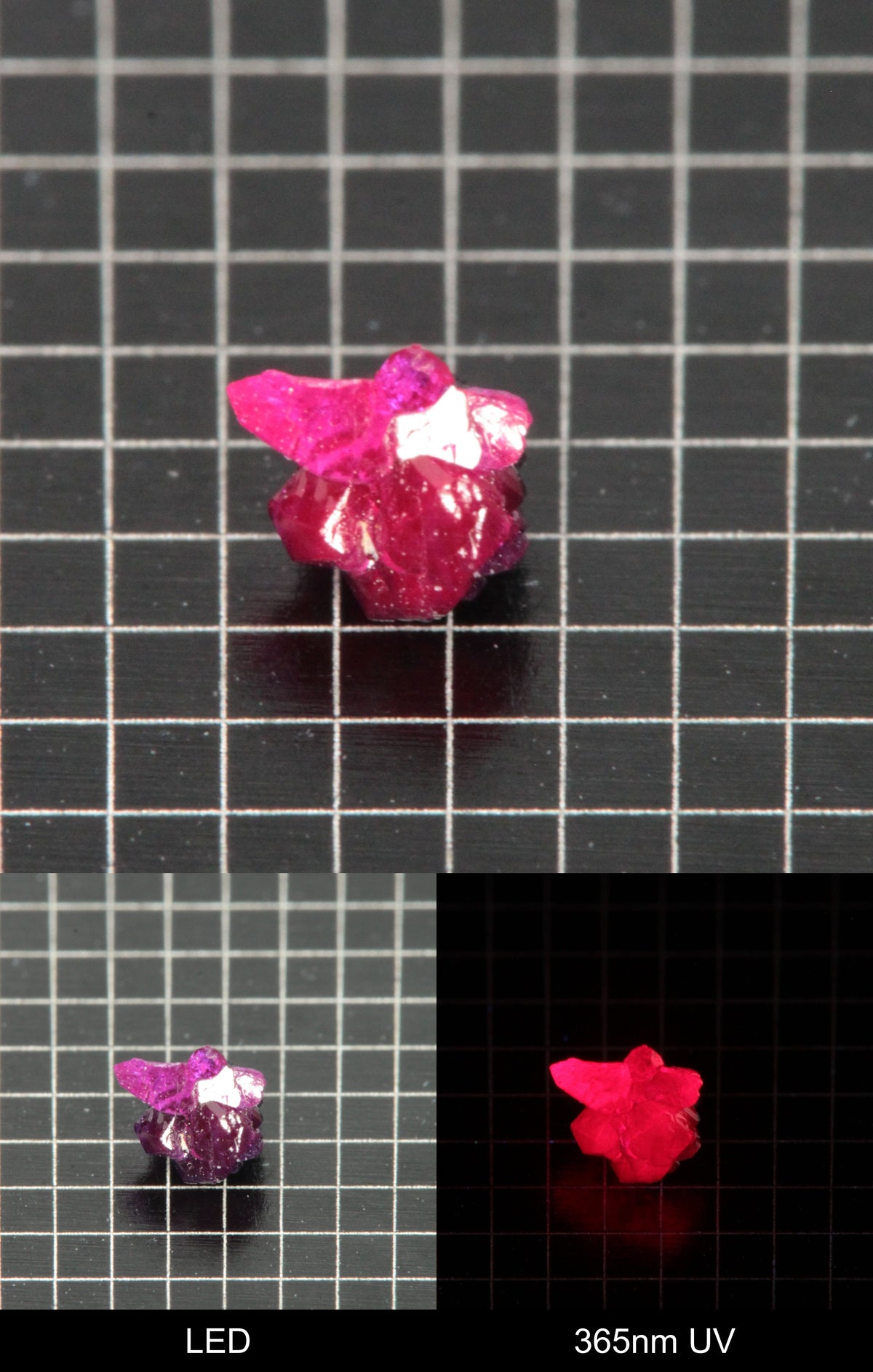 Synthetic Flux Ruby Gemstone Grown by Gems of Science on a black mm grid background showing normal light and UV fluorescence