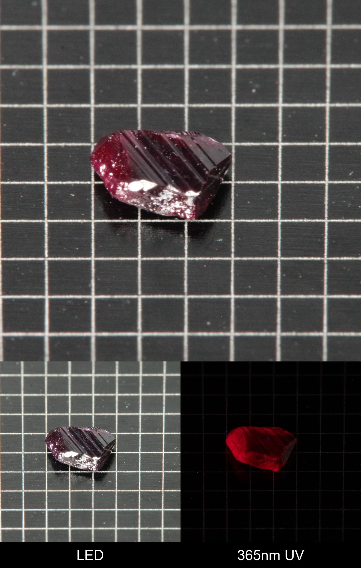 Synthetic Dark Flux Ruby Gemstone Grown by Gems of Science on a black mm grid background showing normal light and UV fluorescence